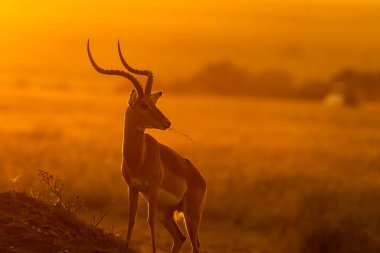 Erkek bir Impala, güneş doğarken turuncu renkte olan vahşi yaşam safarisi sırasında Masai Mara Ulusal Sığınağı 'nda otlanıyor.