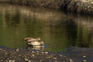 Vahşi yaşam safarisi sırasında Masai Mara Ulusal Sığınağı 'ndaki küçük bir dereden iki Mısırlı kaz suyu içiyor.
