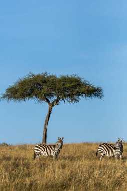Bir Zebra, vahşi yaşam safarisi sırasında Masai Mara Ulusal Sığınağı 'nın içinde yanında bir akasya ağacı ile otluyor.