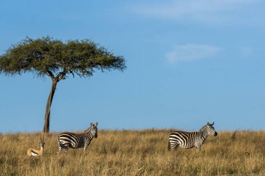 Bir Zebra, vahşi yaşam safarisi sırasında Masai Mara Ulusal Sığınağı 'nın içinde yanında bir akasya ağacı ile otluyor.
