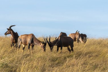 Masai Mara Ulusal Sığınağı 'ndaki vahşi yaşam sığınağı sırasında sürünün hakimiyeti için savaşan iki top.