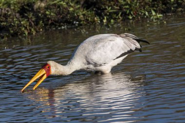 A yellow-billed stork fishing in the waterhole inside Masai Mara National Refuge during a wildlife safari clipart