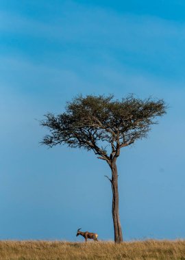 Vahşi yaşam safarisi sırasında Masai Mara Ulusal Sığınağı 'ndaki çayırlarda bir akasya ağacının yanında duran bir topi.