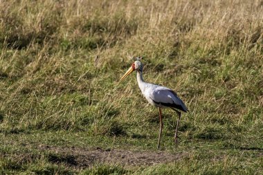 Vahşi yaşam safarisi sırasında Masai Mara Ulusal Sığınağı 'ndaki su birikintisinde balık tutan sarı gagalı bir leylek.