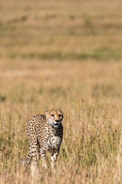 Vahşi yaşam safarisi sırasında Masai Mara Ulusal Sığınağı ovalarında otların arasında yürüyen bir Çita.