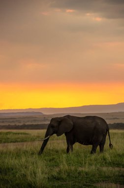Vahşi yaşam safarisi sırasında Masai Mara Ulusal Sığınağı 'nın ovalarında yeşil çimlerde otlayan bir fil ailesi. Arka planda güzel bir günbatımı renkleri var.