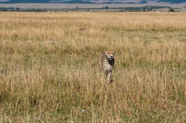 Vahşi yaşam safarisi sırasında Masai Mara Ulusal Sığınağı ovalarında otların arasında yürüyen bir Çita.