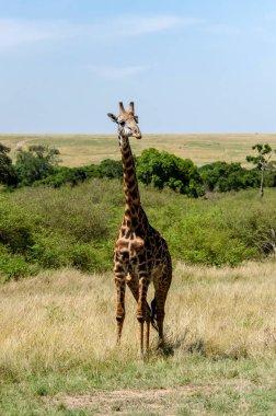 Masai Mara Ulusal Sığınağı 'nın ovalarında vahşi yaşam safarisi sırasında gururla yürüyen bir masai zürafası.