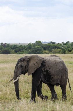 Vahşi yaşam safarisi sırasında Masai Mara Ulusal Sığınağı 'nın yüksek otlaklarında otlayan bir fil ailesi.