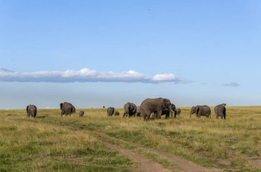 Vahşi yaşam safarisi sırasında Masai Mara Ulusal Sığınağı 'nın yüksek otlaklarında otlayan bir fil ailesi.