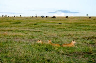 Vahşi yaşam safarisi sırasında Masai Mara Ulusal Sığınağı 'nın arka planında otlayan fillerle birlikte yüksek otlaklarda oturup dinlenen bir grup aslan.