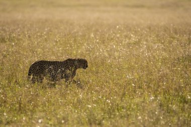 Vahşi yaşam safarisi sırasında Masai Mara Ulusal Sığınağı 'nın ovalarında yürüyen iki çita.