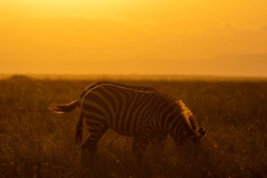 Vahşi yaşam safarisi sırasında Masai Mara Ulusal Sığınağı 'nın ovalarında otlayan bir zebra.