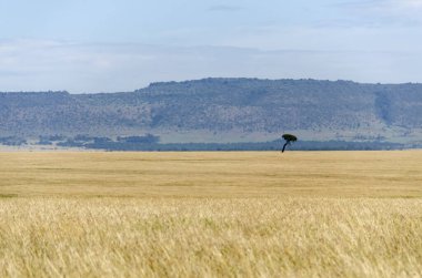 Vahşi yaşam safarisi sırasında Masai Mara Ulusal Sığınağı 'nın arka planında güzel gündoğumu renkleriyle otlaklarda bir akasya ağacı.