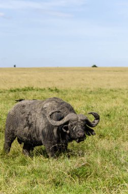 A cape buffalo walking through the high grasses in the plains of Masai Mara National Refuge during a wildlife safari clipart