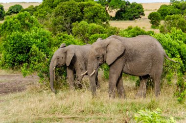 A herd of elephants grazing in the plains of Masai Mara National Refuge during a wildlife safari clipart