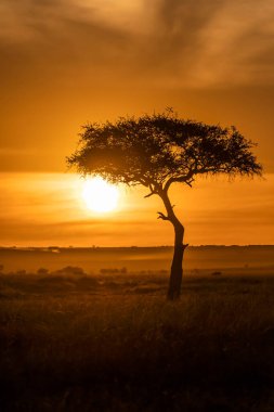 Masai Mara 'nın otlaklarında dimdik duran yalnız bir akasya ağacı. Vahşi yaşam safarisi sırasında arka planda güzel bir gündoğumu olan ulusal bir sığınak.