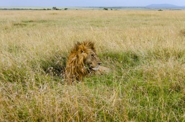 Vahşi yaşam safarisi sırasında Masai Mara Ulusal Sığınağı 'nın yüksek otlarında rahatça oturan bir erkek aslanın yakın çekimi.