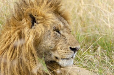 Vahşi yaşam safarisi sırasında Masai Mara Ulusal Sığınağı 'nın yüksek otlarında rahatça oturan bir erkek aslanın yakın çekimi.
