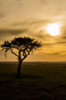 Vahşi bir safari sırasında Masai Mara Ulusal Sığınağı içinde çayırlardan geçen turist araçları.