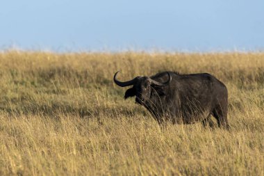 Vahşi yaşam safarisi sırasında Masi Mara Ulusal Rezervi düzlüklerinde otlayan bir bufalo.