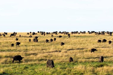 Vahşi yaşam safarisi sırasında Masi Mara Ulusal Rezervi düzlüklerinde otlayan bir bufalo sürüsü.
