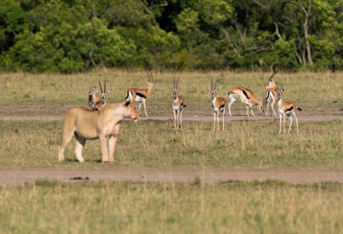 Vahşi yaşam safarisi sırasında Afrika düzlüklerinde Masai Mara Ulusal Rezervi içinde yürüyen bir dişi aslan.