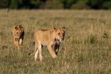 Vahşi yaşam safarisi sırasında Afrika düzlüklerinde Masai Mara Ulusal Rezervi içinde yürüyen bir dişi aslan.