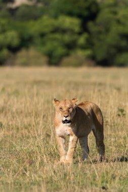 Vahşi yaşam safarisi sırasında Afrika düzlüklerinde Masai Mara Ulusal Rezervi içinde yürüyen bir dişi aslan.