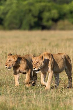 Vahşi yaşam safarisi sırasında Masai Mara Ulusal Rezervi içinde Afrika düzlüklerinde yürüyen iki dişi aslan.