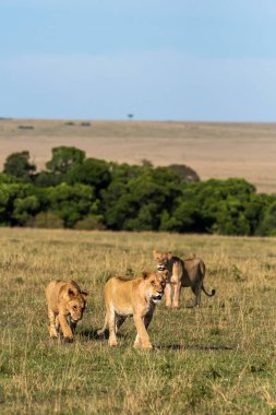 Vahşi yaşam safarisi sırasında Afrika düzlüklerinde Masai Mara Ulusal Rezervi içinde yürüyen bir dişi aslan grubu.