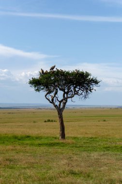 Vahşi yaşam safarisi sırasında Masai Mara Ulusal Sığınağı 'ndaki bir ağacın tepesinde dinlenen bir grup beyaz sırtlı akbaba.