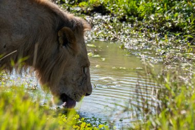 Bir erkek aslan, vahşi yaşam safarisi sırasında Masai Mara Ulusal Rezervi 'nin ovalarında küçük bir su deresinden su içiyor.