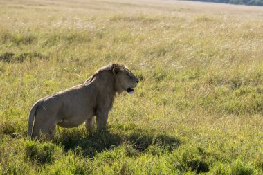 Vahşi yaşam safarisi sırasında Masai Mara Ulusal Rezervi ovalarında otların arasında yürüyen bir erkek aslan.