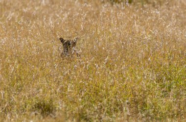 Vahşi yaşam safarisi sırasında Masai Mara Ulusal Rezervi 'nin otlaklarında dinlenen dişi bir leopar.