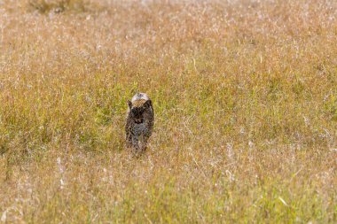 Vahşi yaşam safarisi sırasında Masai Mara Ulusal Rezervi 'nin otlaklarında dinlenen dişi bir leopar.
