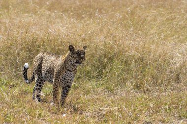 Vahşi yaşam safarisi sırasında Masai Mara Ulusal Rezervi 'nin otlaklarında yürüyen dişi bir leopar.