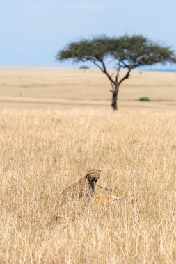 Vahşi yaşam safarisi sırasında Masai Mara Ulusal Rezervi 'nin yüksek otlaklarında taze Impala' yı sürükleyen dişi bir leopar avlıyor.