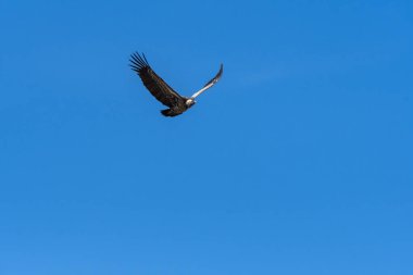 Beyaz sırtlı bir akbaba, vahşi yaşam safarisi sırasında Masai Mara Ulusal Sığınağı ovalarında daireler çizerek uçuyor.