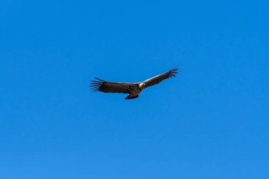 Beyaz sırtlı bir akbaba, vahşi yaşam safarisi sırasında Masai Mara Ulusal Sığınağı ovalarında daireler çizerek uçuyor.