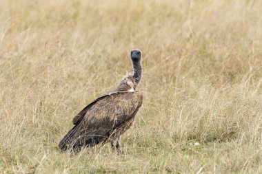 A white-backed vulture sitting on the ground with high grasses in the plains of Masai Mara National Refuge during a wildlife safari clipart