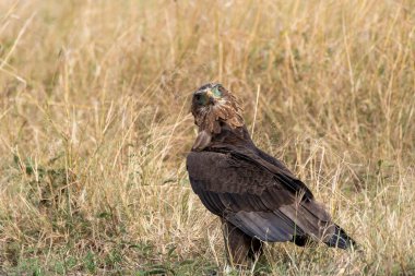 Vahşi yaşam safarisi sırasında Masai Mara Ulusal Sığınağı 'nın düzlüklerinde yerde dinlenen bir kartal.