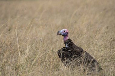 Vahşi yaşam safarisi sırasında Masai Mara Ulusal Sığınağı 'nın ovalarında otlayan bir akbaba yüzlü akbaba yerde oturuyor.