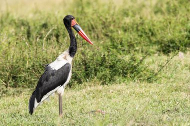 Vahşi yaşam safarisi sırasında Masai Mara Ulusal Rezervi 'nin düzlüklerinde çimlerin üzerinde oturan eyer gagalı bir leylek.