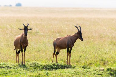 Bir grup Topis vahşi yaşam safarisi sırasında Masai Mara Ulusal Rezervi ovalarında dinleniyor.