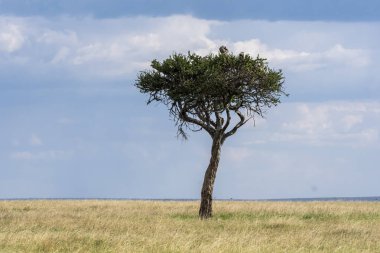 Beyaz sırtlı bir akbaba, vahşi yaşam safarisi sırasında Masai Mara Ulusal Sığınağı 'nın ovalarında yüksek otlarla yerde oturuyor.