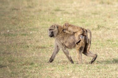 Vahşi yaşam safarisi sırasında Masai Mara Ulusal Sığınağı 'nda annesinin sırtında at süren bir bebek babun.