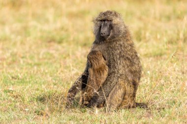 Bir bebek babun, vahşi yaşam safarisi sırasında Masai Mara Ulusal Sığınağı 'nda annesiyle birlikte oturuyor.