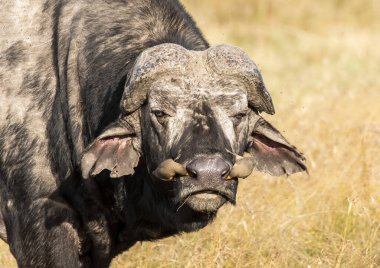 Vahşi yaşam safarisi sırasında Masai Mara Ulusal Sığınağı 'nda bir bufalonun burnunu temizleyen iki kırmızı gagalı Oxpecker.