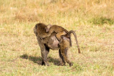 Vahşi yaşam safarisi sırasında Masai Mara Ulusal Sığınağı 'nda annesinin sırtında at süren bir bebek babun.